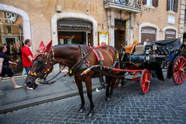 Rome Horse-drawn Carriages, Rome
